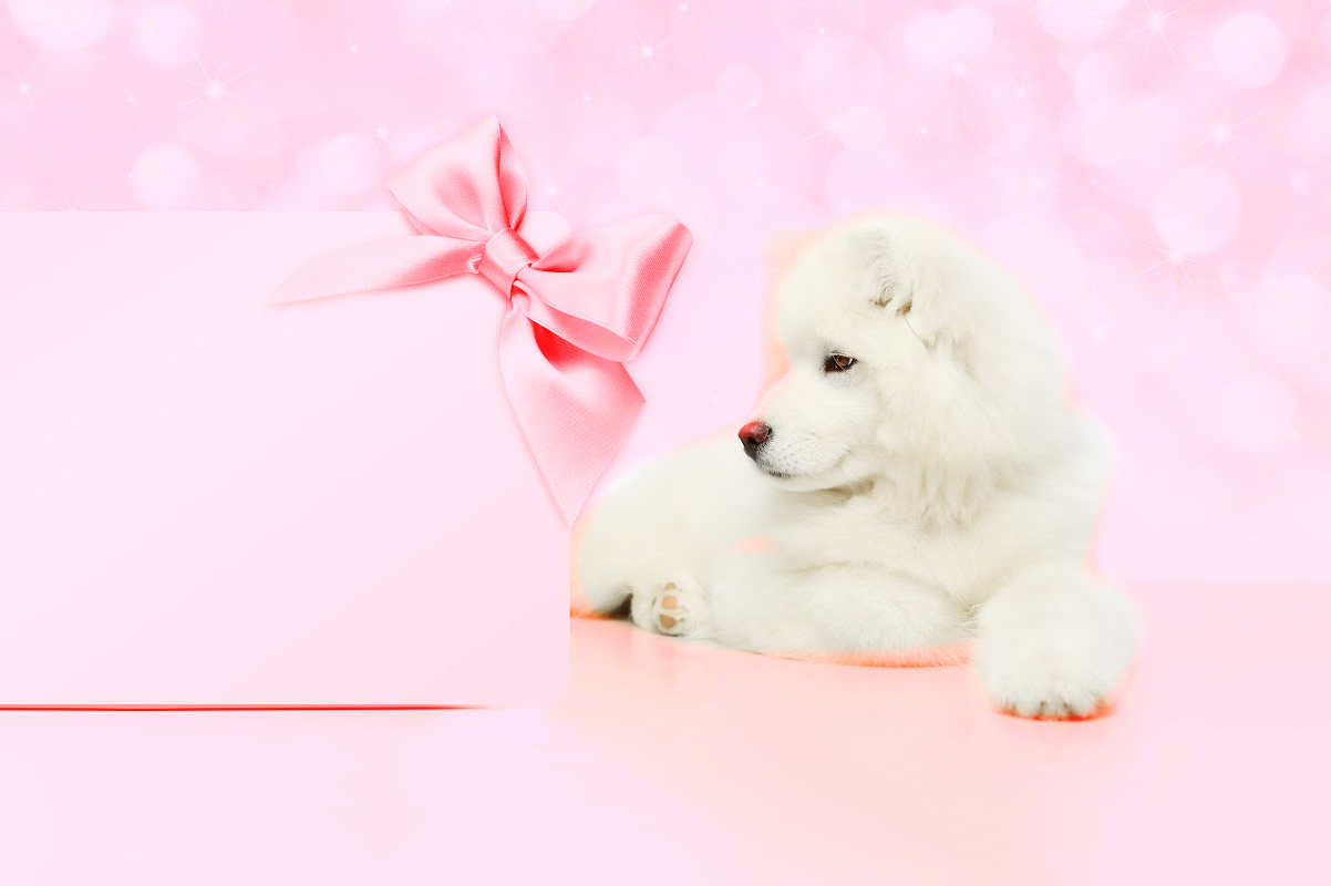 pets as gifts